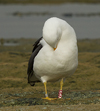 1cy fuscus in August, ringed in Finland. (81365 bytes)